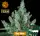 Barneys Farm - Laughing Buddha - 3 Stk feminisiert