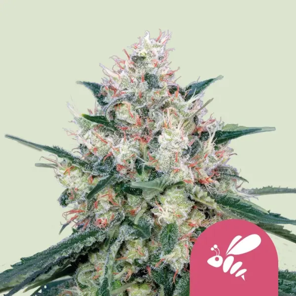 Royal Queen Seeds - Honey Cream Fast Flowering - 3 Stk feminisiert