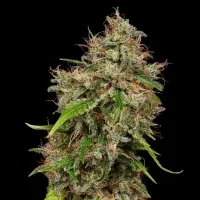 Royal Queen Seeds - Honey Cream Fast Flowering - 3 Stk feminisiert