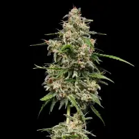 Royal Queen Seeds - Honey Cream Fast Flowering - 3 Stk feminisiert