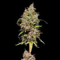 Royal Queen Seeds - Honey Cream Fast Flowering - 3 Stk feminisiert