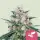 Royal Queen Seeds - Honey Cream Fast Flowering - 3 Stk feminisiert