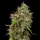Royal Queen Seeds - Honey Cream Fast Flowering - 3 Stk feminisiert