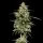 Royal Queen Seeds - Honey Cream Fast Flowering - 3 Stk feminisiert