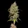 Royal Queen Seeds - Honey Cream Fast Flowering - 3 Stk feminisiert