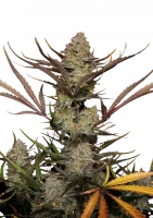 420 Fast Buds - Apple Strudel Auto - 3 Stk feminisiert