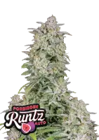 420 Fast Buds - Forbidden Runtz Auto - 3 Stk feminisiert