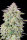 420 Fast Buds - Forbidden Runtz Auto - 3 Stk feminisiert