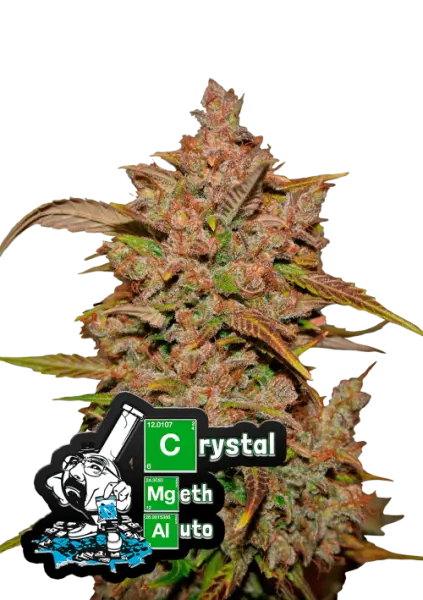 420 Fast Buds - Crystal METH Auto - 3 Stk feminisiert