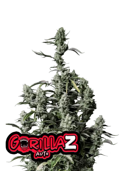 420 Fast Buds - Gorilla Z Auto - 3 Stk feminisiert