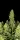 420 Fast Buds - Sour Jealousy Auto - 3 Stk feminisiert