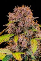 420 Fast Buds - Lemon Cherry Cookies Auto™ - 3 Stk...