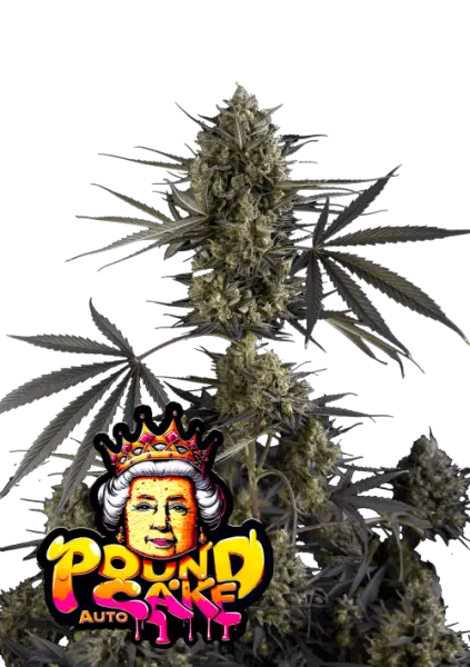 420 Fast Buds - Pound Cake Auto™ - 3 Stk feminisiert