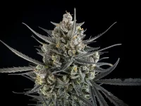 420 Fast Buds - Pound Cake Auto™ - 3 Stk feminisiert