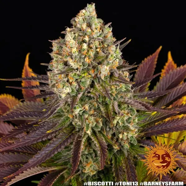 Barneys Farm - Biscotti - 3 Stk feminisiert