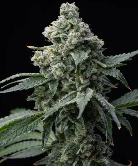 Barneys Farm - Bruce Banner - 3 Stk feminisiert