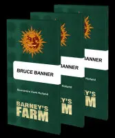 Barneys Farm - Bruce Banner - 3 Stk feminisiert