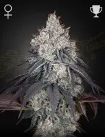 Green House Seed Co. - Lemon Orange - 3 Stk feminisiert