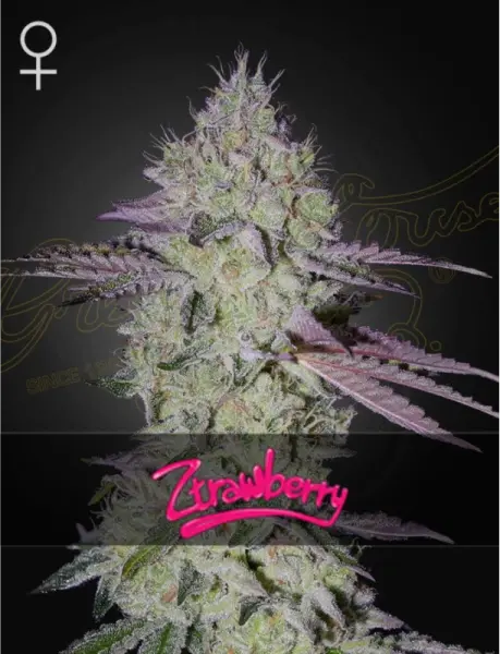 Green House Seed Co. - Ztrawberry - 3 Stk feminisiert