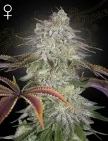 Green House Seed Co. - Alienz - 3 Stk feminisiert