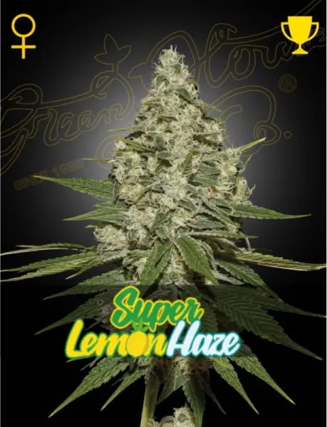 Green House Seed Co. - Super Lemon Haze - 3 Stk feminisiert