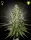 Green House Seed Co. - Super Lemon Haze - 3 Stk feminisiert