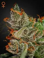 Green House Seed Co. - Kings Kush - 3 Stk feminisiert