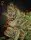 Green House Seed Co. - Kings Kush - 3 Stk feminisiert