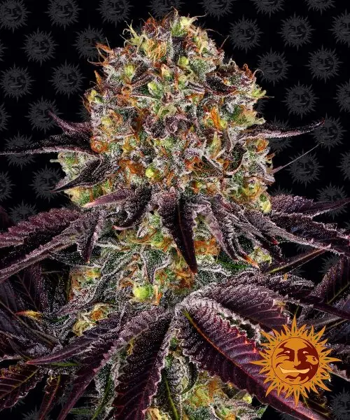 Barneys Farm - Runtz x Layer Cake - 3 Stk feminisiert