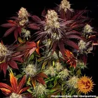 Barneys Farm - Runtz x Layer Cake - 3 Stk feminisiert