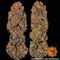 Barneys Farm - Runtz x Layer Cake - 3 Stk feminisiert