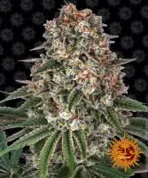 Barneys Farm - Tropicanna Banana - 3 Stk feminisiert