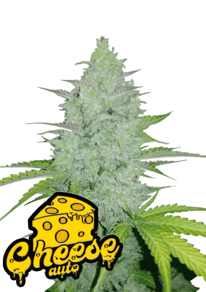 420 Fast Buds - Original Auto Cheese - 3 Stk feminisiert