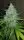 420 Fast Buds - Original Auto Cheese - 3 Stk feminisiert