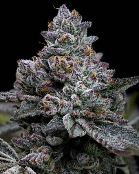 Barneys Farm - Apple Fritter 3 Stk feminisiert