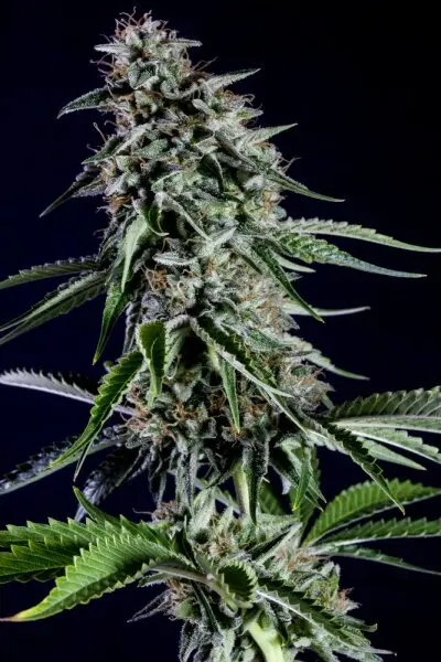 Kannabia - Rainbow Sherbet #11 - 3+1 Stk feminisiert