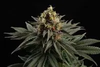 Kannabia - Sativa Dream - 3+1 Stk feminisiert