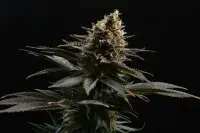 Kannabia - Sativa Dream - 3+1 Stk feminisiert