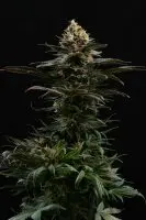 Kannabia - Sativa Dream - 3+1 Stk feminisiert