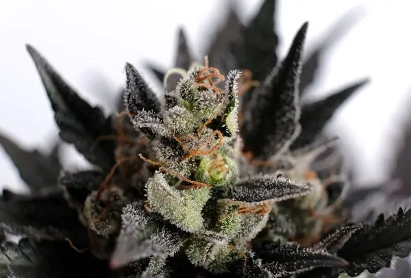Kannabia - Lemon Haze Auto - 3+1 Stk Autoflower