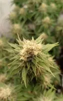 Kannabia - Lemon Haze Auto - 3+1 Stk Autoflower