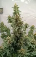 Kannabia - Lemon Haze Auto - 3+1 Stk Autoflower