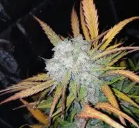Kannabia - Lemon Haze Auto - 3+1 Stk Autoflower