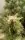 Kannabia - Lemon Haze Auto - 3+1 Stk Autoflower
