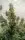 Kannabia - Lemon Haze Auto - 3+1 Stk Autoflower