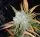 Kannabia - Lemon Haze Auto - 3+1 Stk Autoflower