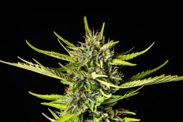 Kannabia - Strawberry Haze Auto - 3+1 Stk Autoflower
