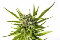 Kannabia - Strawberry Haze Auto - 3+1 Stk Autoflower