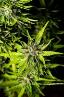 Kannabia - Strawberry Haze Auto - 3+1 Stk Autoflower