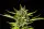 Kannabia - Strawberry Haze Auto - 3+1 Stk Autoflower